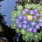 Lire la suite à propos de l’article Chronique céleste du lundi 3 juin 2024 et Mardi, Vénus/ Soleil cazimi à 15°Gémeaux au carré de Saturne Poissons !